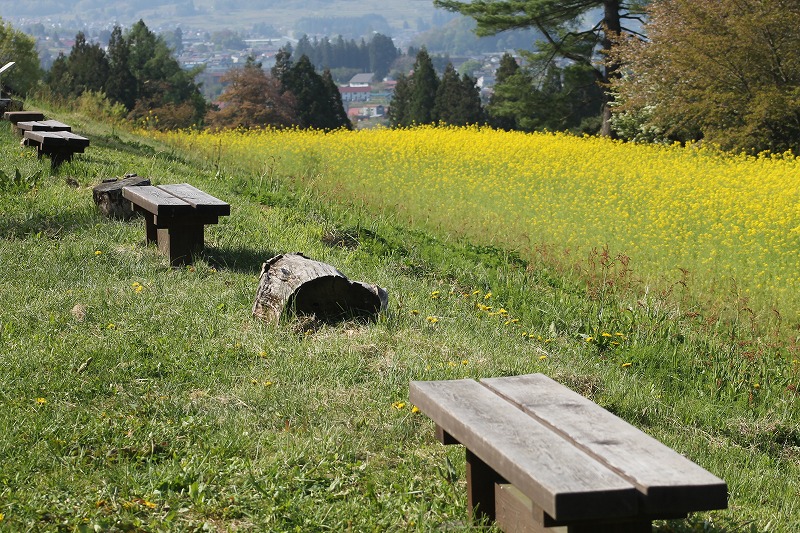 いいやま菜の花公園のベンチが並んだ様子