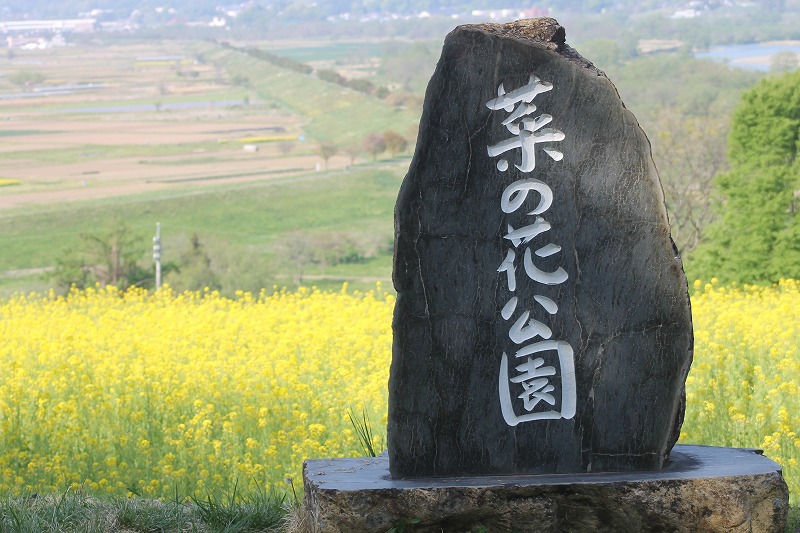 いいやな菜の花公園のシンボルの石碑と菜の花畑