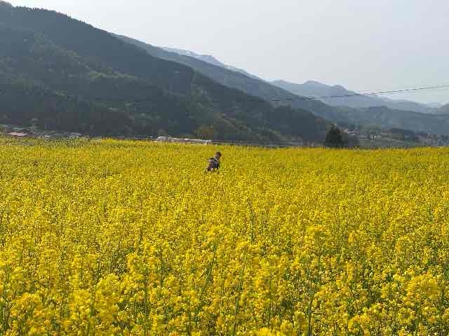 圧巻の菜の花公園