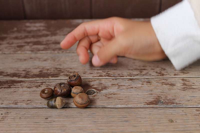 帽子付きのどんぐりが拾いたい子どもたち