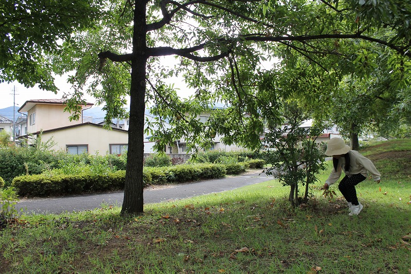 夏の公園の様子