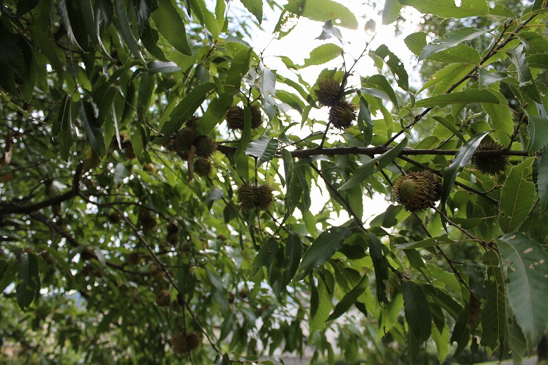 夏のどんぐりを観察しました