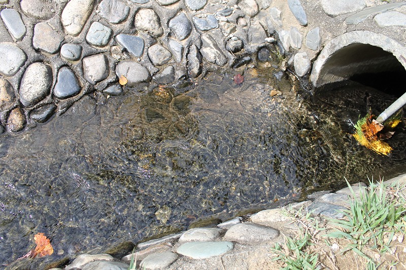 公園内の小川がきらきらしています