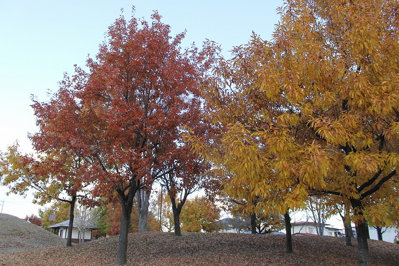 公園内の木々が秋色になっています