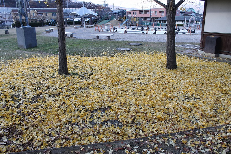 イチョウの落ち葉で地面がきれいな黄金色に