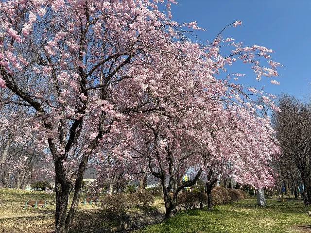 枝垂れ桜