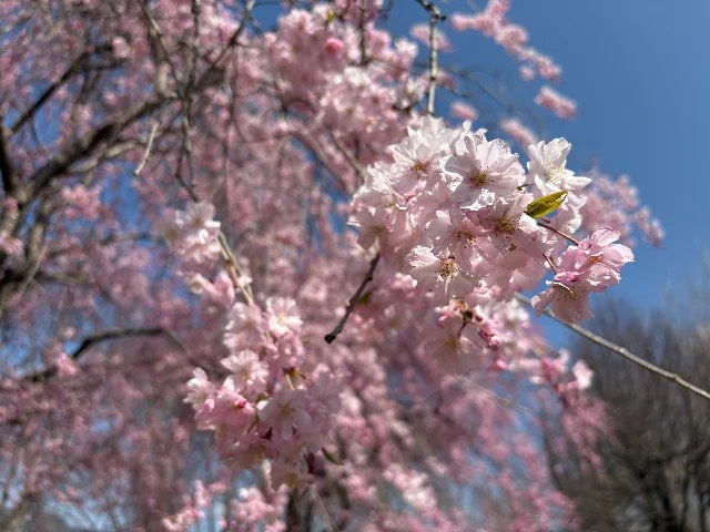 桜