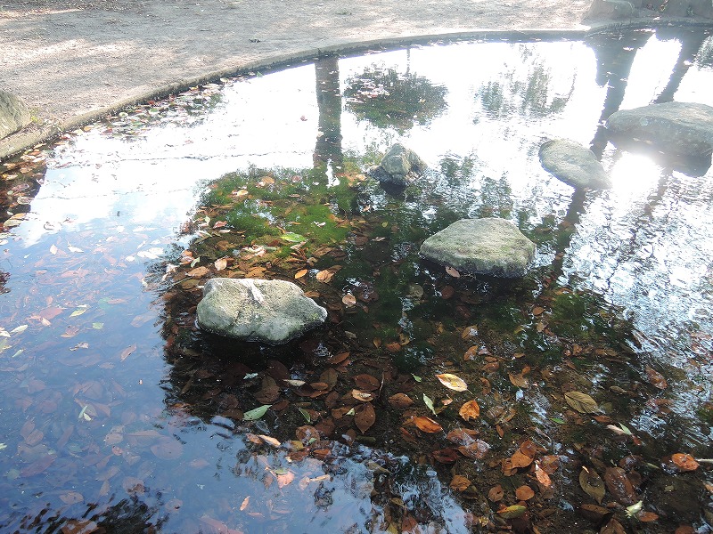 花緑コミュニティパークの夏の池