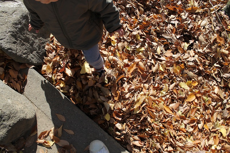 秋は落ち葉でいっぱいの池の様子