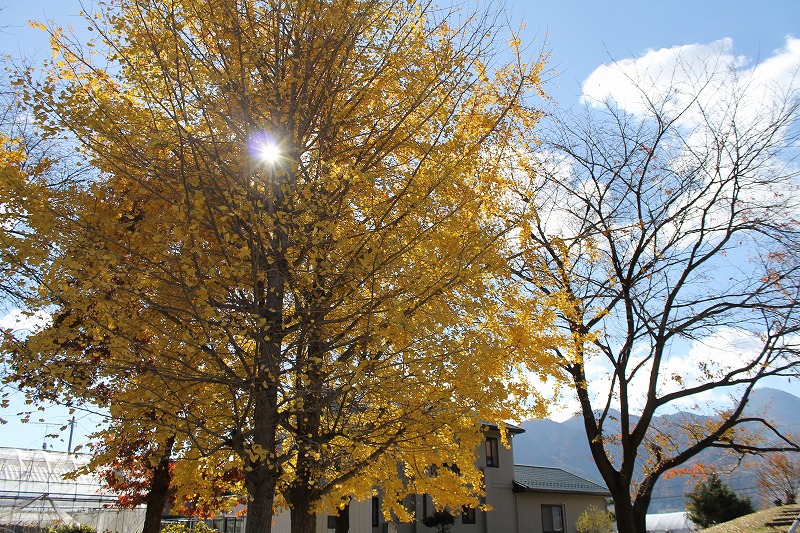 花緑コミュニティパーク、イチョウがきれい