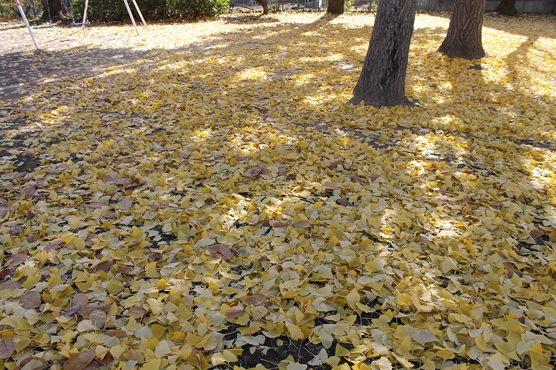 花緑コミュニティパーク、イチョウの落ち葉で一面黄色