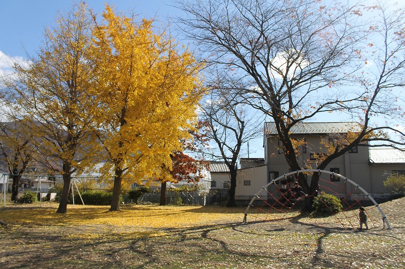 花緑コミュニティパークの大きなイチョウの木