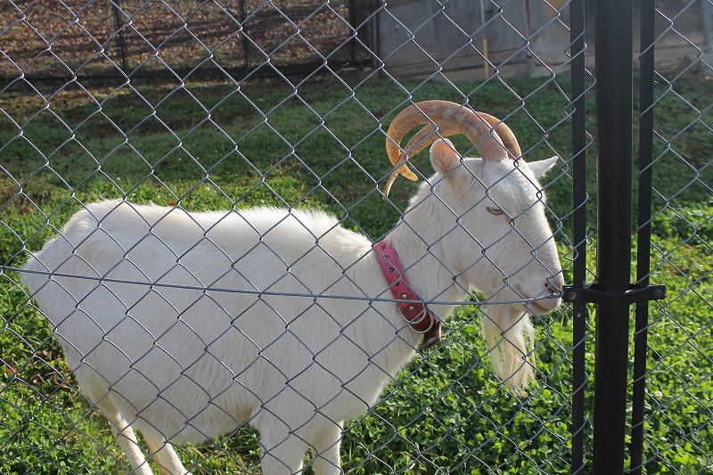 サクラケアパーク、ヤギさん