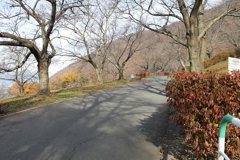 サクラケアパーク、公園内に車道が通る