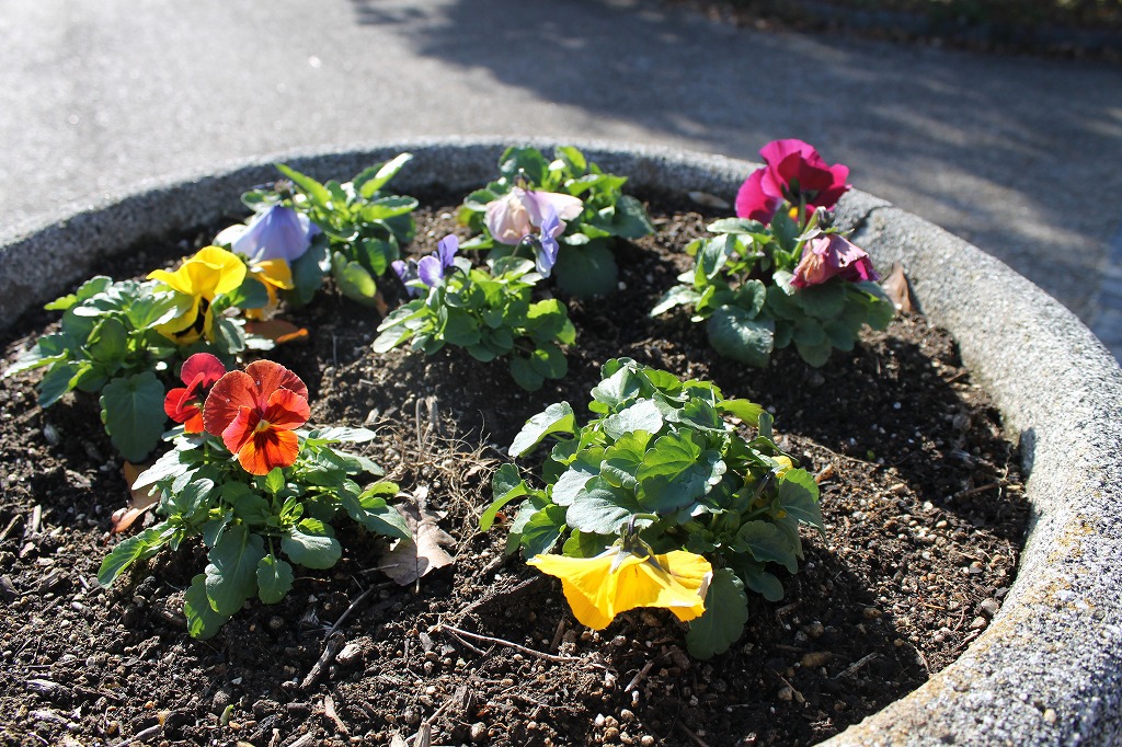 お花が沢山植えられている、稲荷山公園