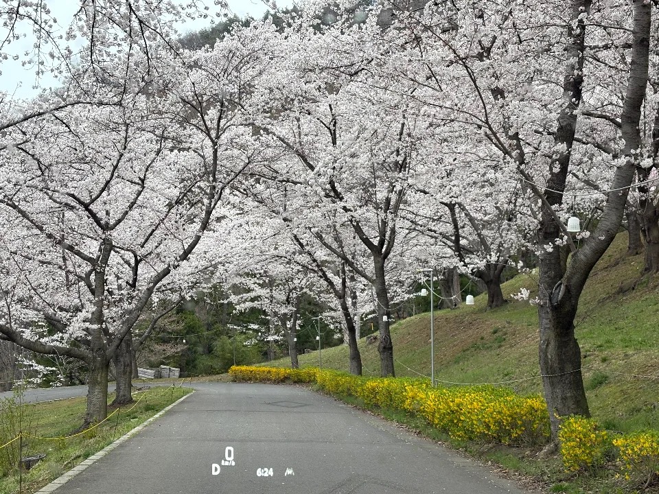 サクラケアパーク、道中も桜満開