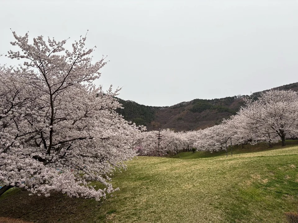 サクラケアパーク、公園一帯が桜の木