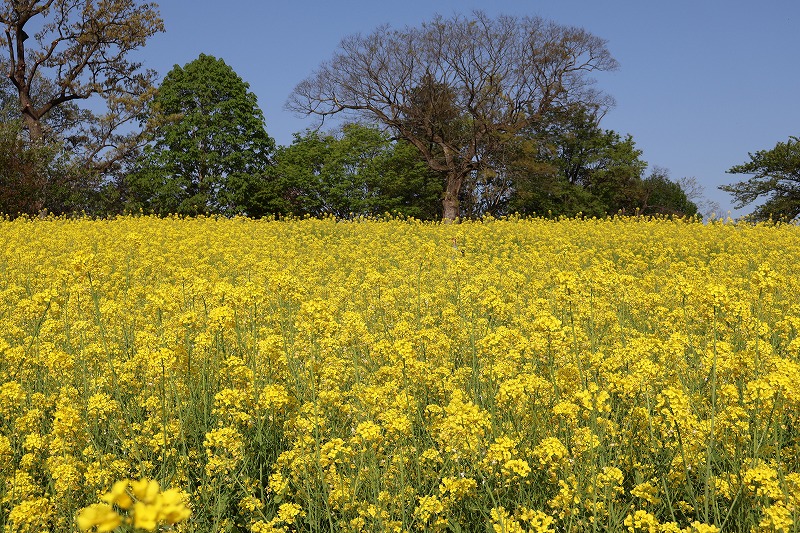 いいやま菜の花公園の早朝の様子