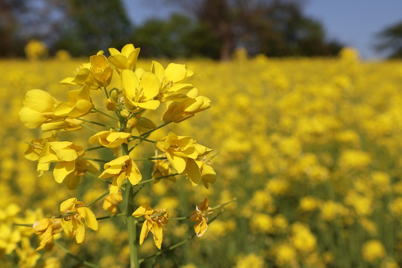 いいやま菜の花公園の様子