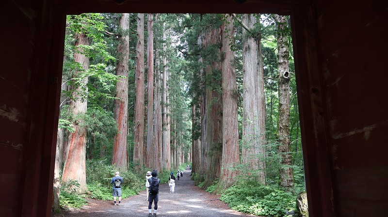 随神門の下から杉並木を見たところ
