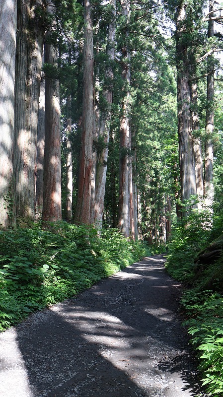 戸隠神社奥社までの圧巻の杉並木の様子