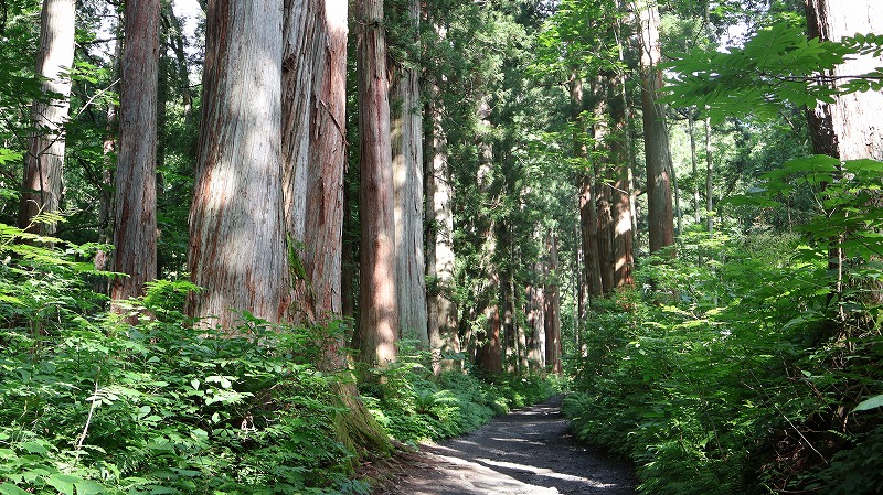 戸隠神社参道の杉並木の様子