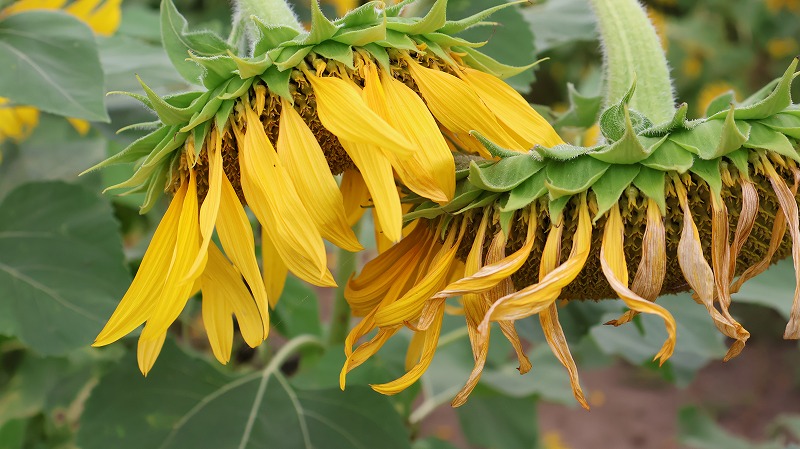 いいやま菜の花公園の大きなひまわりの様子