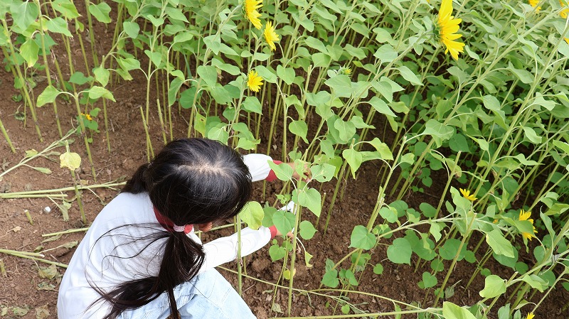 いいやま菜の花公園でひまわりの刈り取りをしている女の子