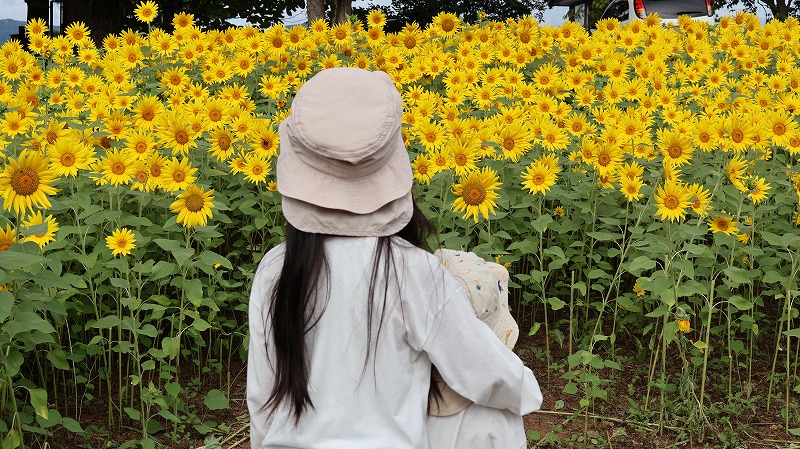 いいやま菜の花公園のひまわり畑の前にたつ姉弟の様子