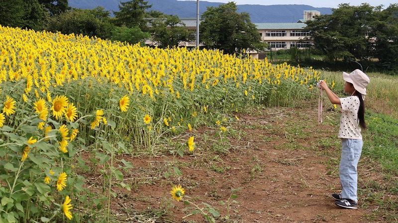 飯山菜の花公園のひまわりの写真を撮る子ども