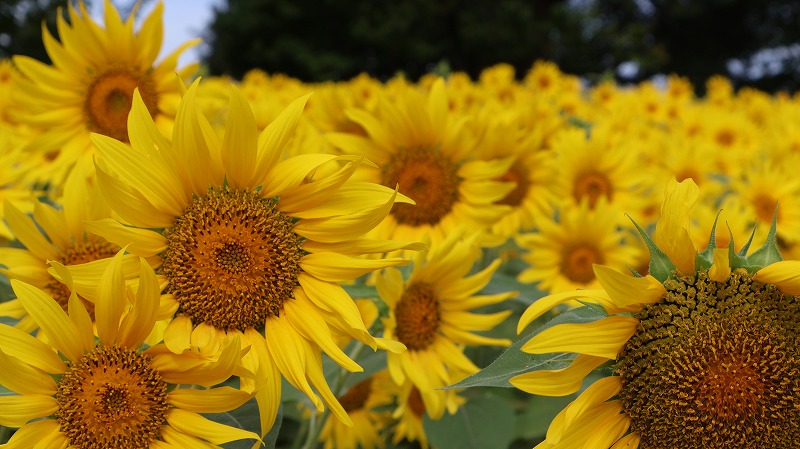飯山菜の花公園の満開のひまわりの様子