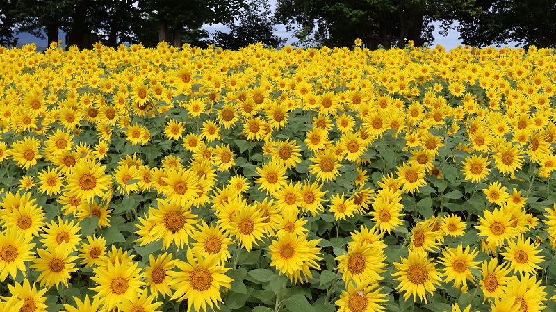 いいやま菜の花公園の満開のひまわり畑の様子