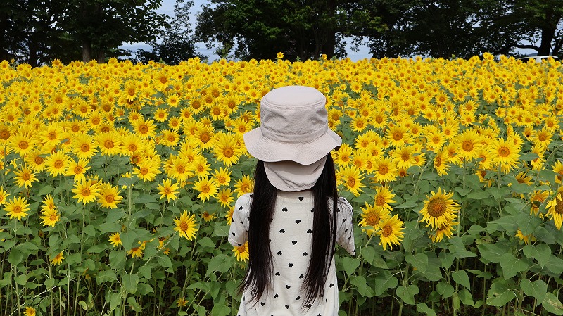 飯山菜の花公園のひまわり畑の前に立つ女の子