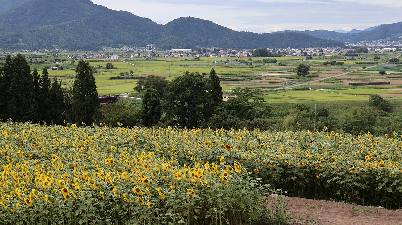 飯山菜の花公園のひまわり畑と山々の様子