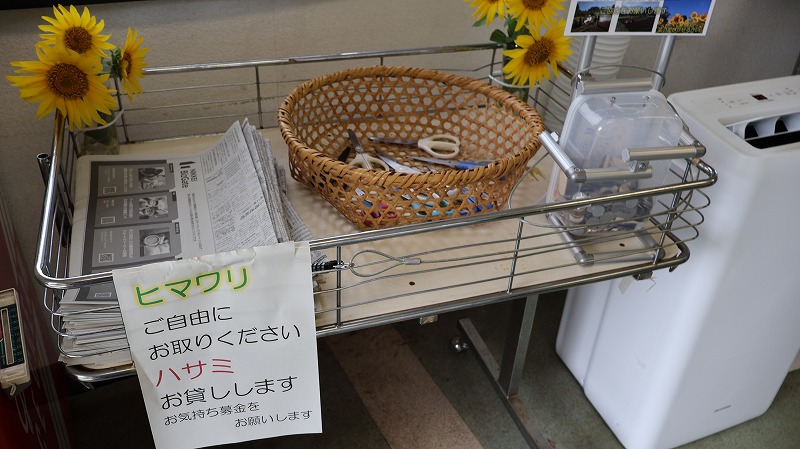 飯山菜の花の公園のひまわりはカットして持ちえりも出来る