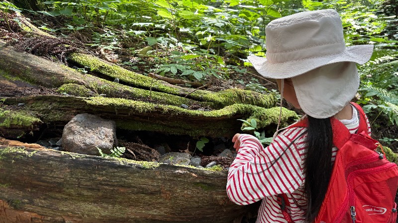 戸隠神社奥社の杉並木で虫を探す子どもの様子